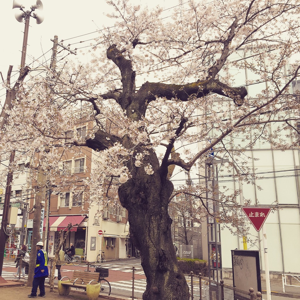 春の象徴：桜の木